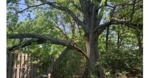 Spotting a Dying Tree: When Nashville Residents Should Call for Tree Cutting