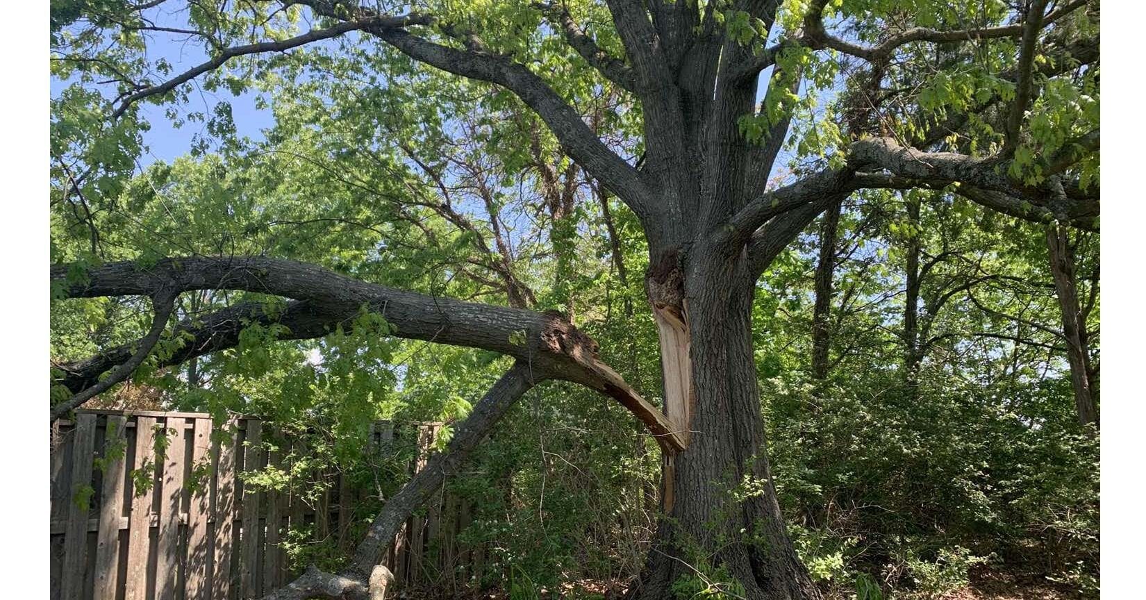 Spotting a Dying Tree, Nashville, in suburban yard