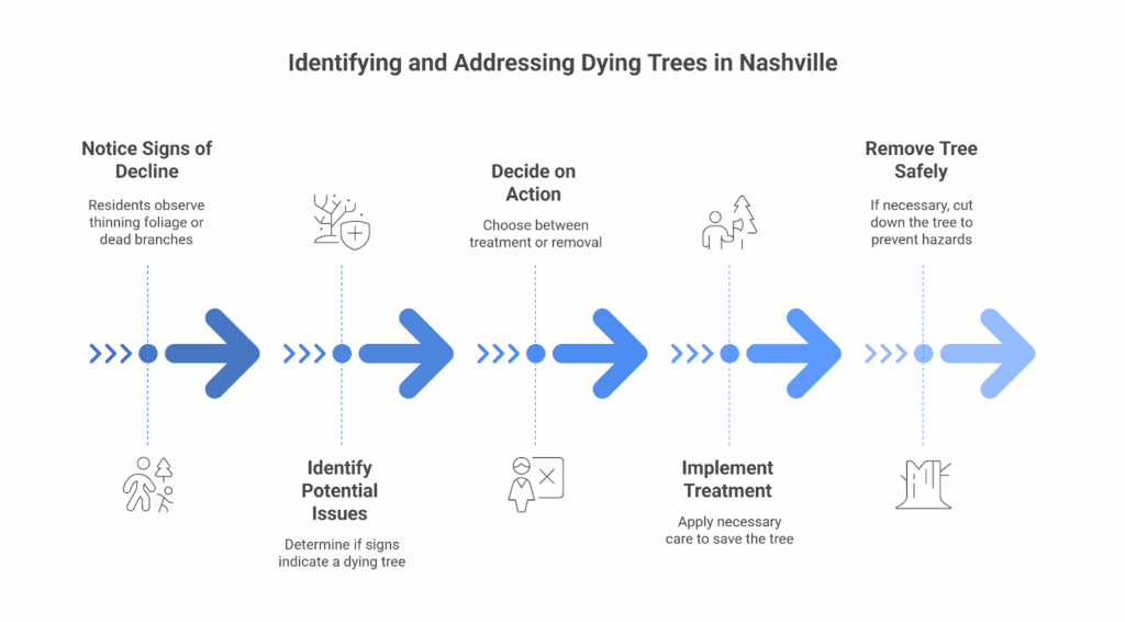 identifying and Afdressing dying trees
