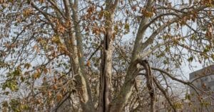 Restorative Plant Health Care: Reviving Stressed Trees in Nashville