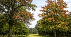 Oak Decline and Maple Disease in Franklin, TN