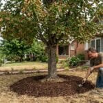 Homeowner applying organic mulch in a proper donut shape around a tree trunk