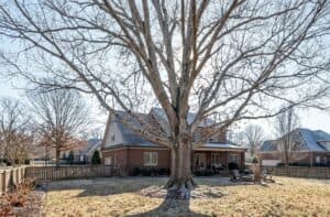 Best Time to Trim Oak Trees in Williamson County