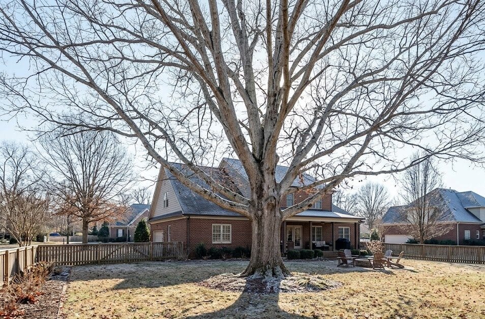 Mature White Oak in a Franklin, TN backyard during winter dormancy