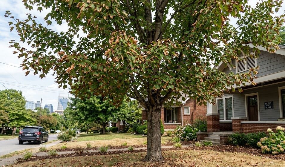 Nashville maple tree with brown, crispy leaf edges from summer leaf scorch
