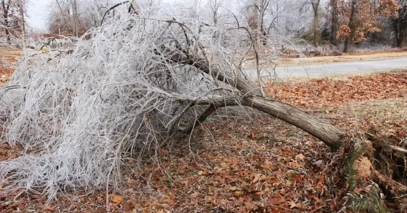 Arborist inspecting a snow-covered tree for winter damage prevention.