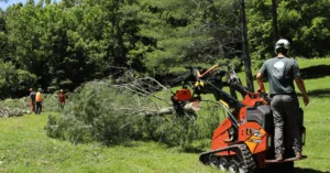 Understanding Tree Removal Cost in Nashville, TN
