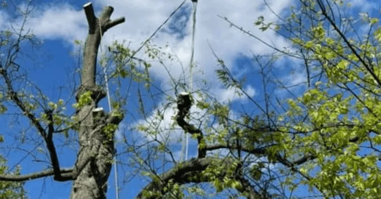 Identifying Hazardous Trees Before Storm Season in Brentwood