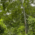 A backyard fruit tree being fertilized in spring for healthy growth and maximum yield