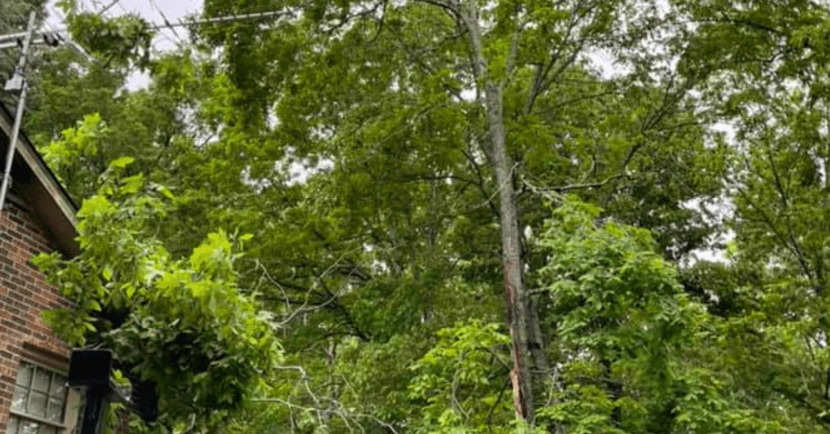 A backyard fruit tree being fertilized in spring for healthy growth and maximum yield