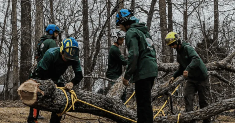 Arborist evaluating a mature oak tree in a Nashville yard to determine if it meets permit requirements.