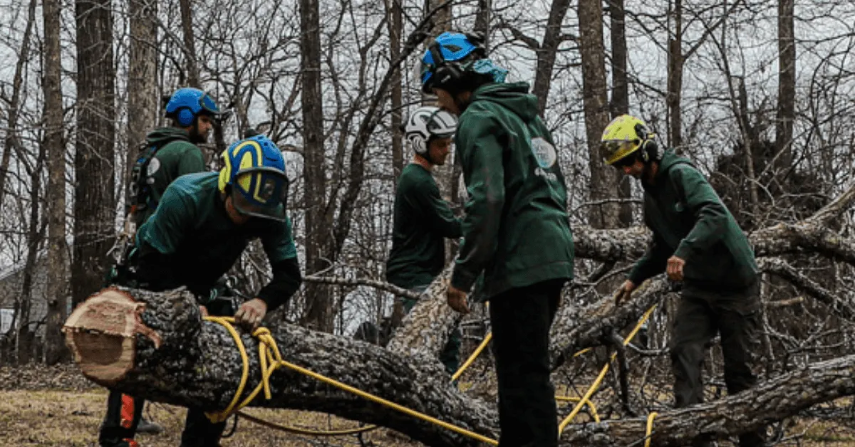 Arborist evaluating a mature oak tree in a Nashville yard to determine if it meets permit requirements.
