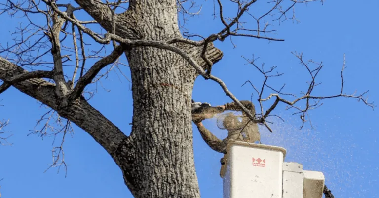 Arborist is inspecting a healthy tree in a White Bluff property.