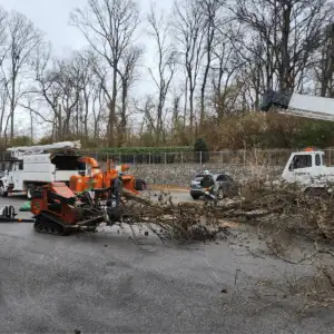 Local arborist examining a fallen oak tree after a storm in Franklin, Tennessee 