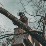Professional tree trimming service reducing storm damage risk in Nashville, TN