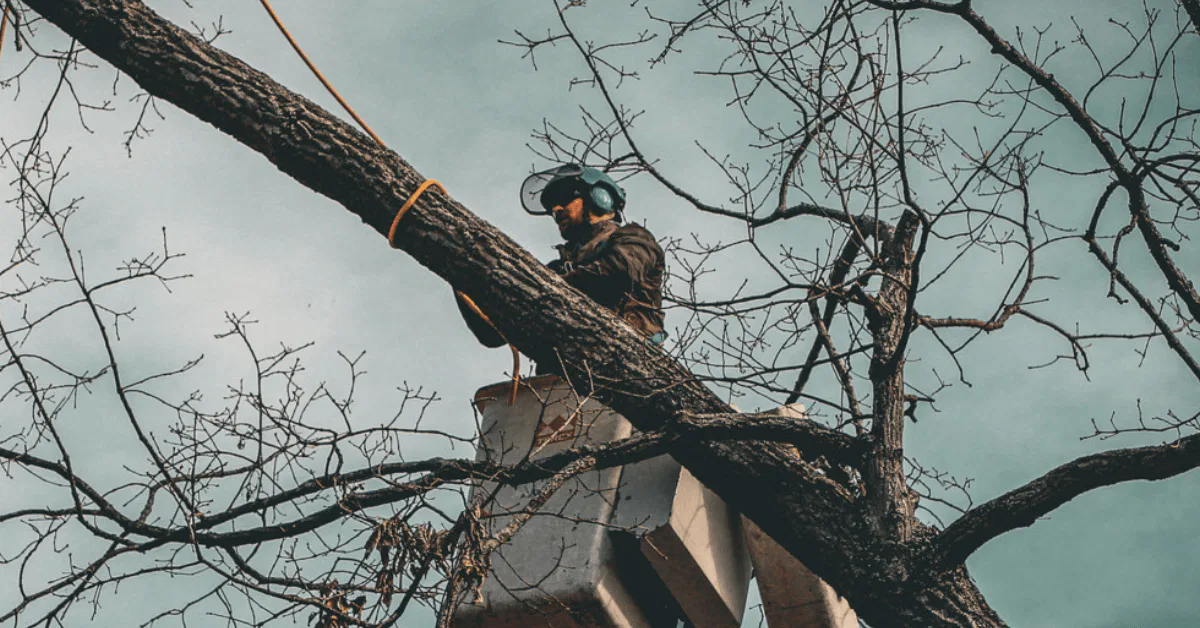 Professional tree trimming service reducing storm damage risk in Nashville, TN