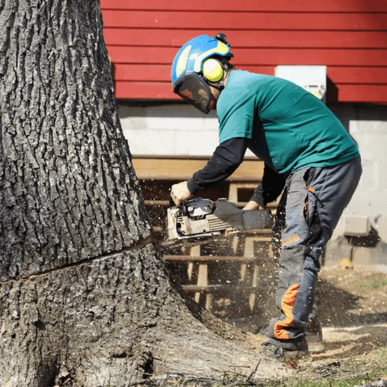 Healthy, well-maintained trees after professional tree service in Franklin and greater Nashville