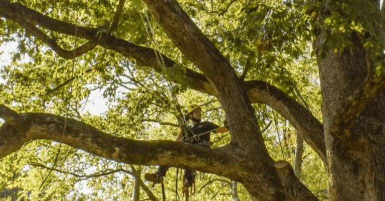 Common Trees in Nashville Explained by The Good Tree Company