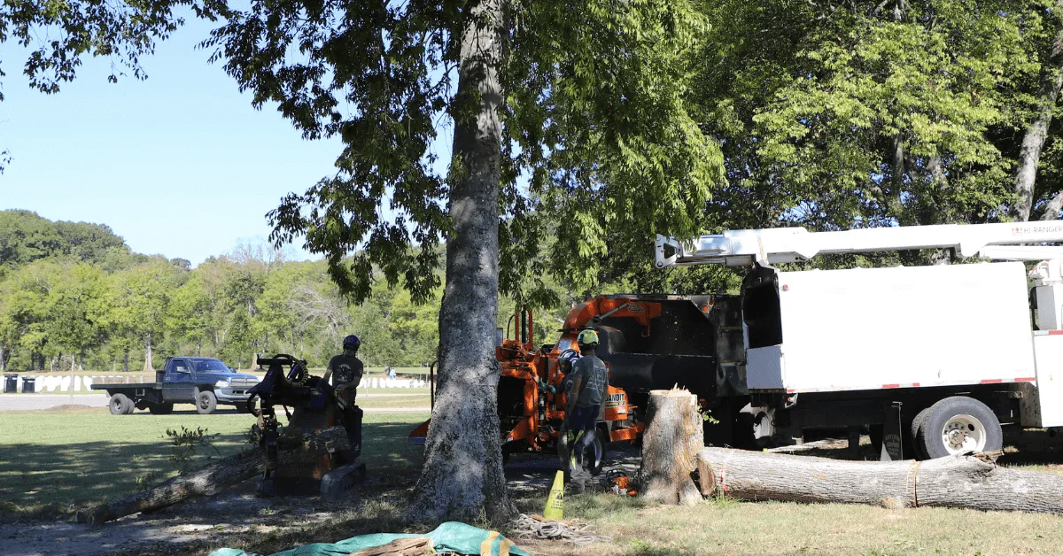 Tree service crew working in Bellevue, TN