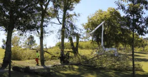 Tree Care Services in Nashville, TN: What’s Included & What’s Extra?