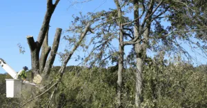 Fallen Tree in Franklin, TN: What to Do in an Emergency