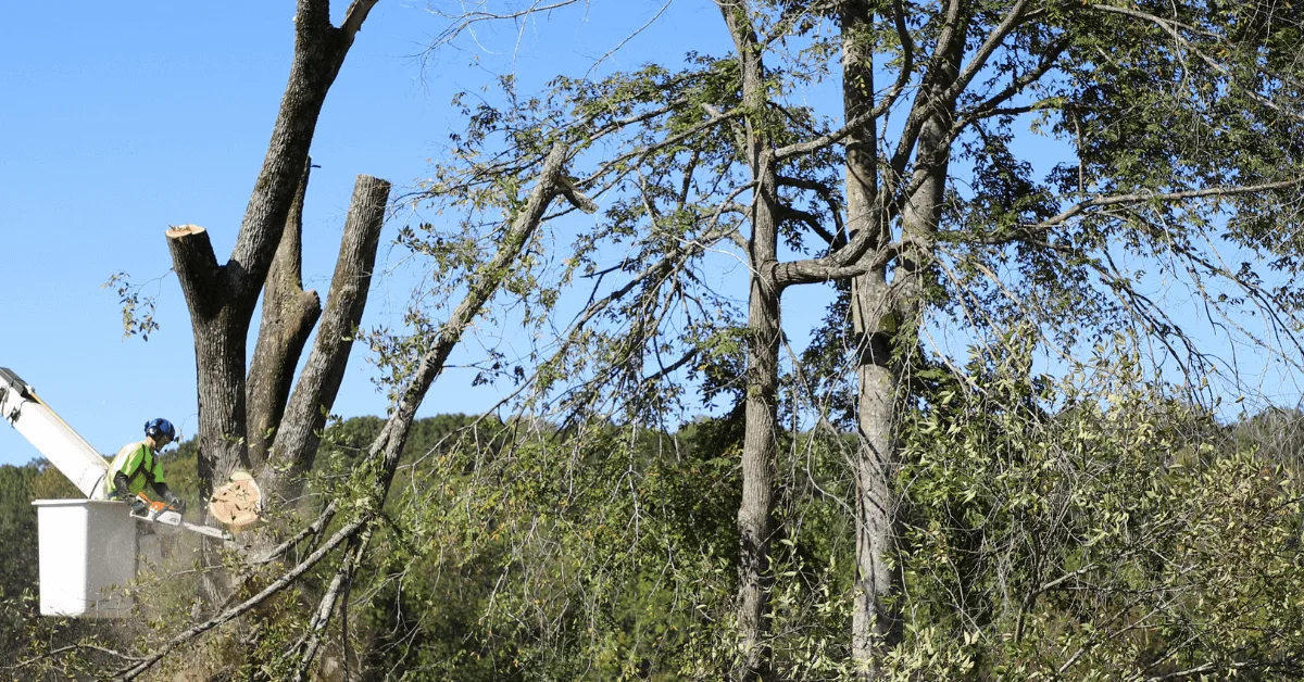 fallen tree removal franklin tn