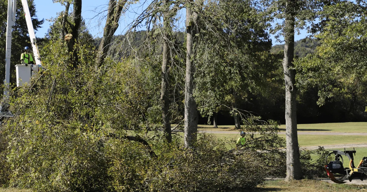 Tree Removal in Nashville, TN