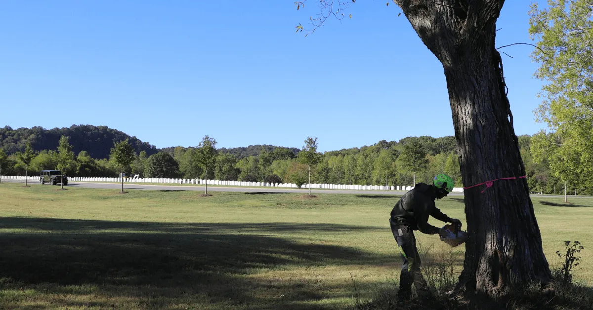 Local tree service crew cutting a tree in West Meade, TN