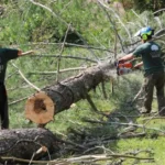 Reliable Tree Service Company