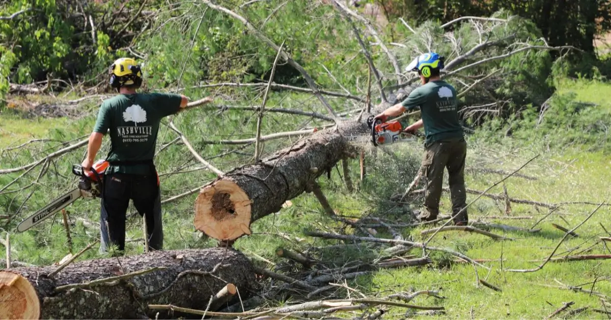 Reliable Tree Service Company