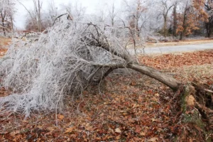 Preventing Winter Tree Damage