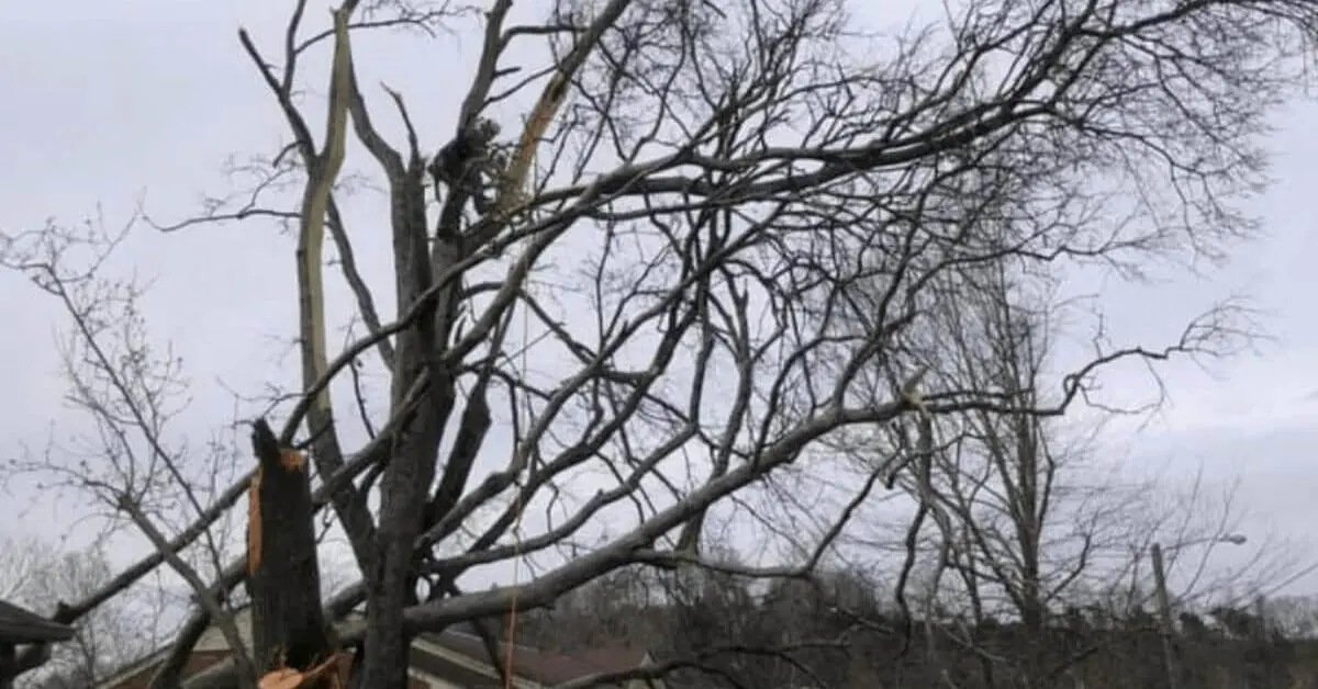 Emergency Tree Removal in Nashville, TN After Storm Damage