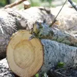 Emergency Tree Service Near Me in Davidson County, TN – Fast, Local Help