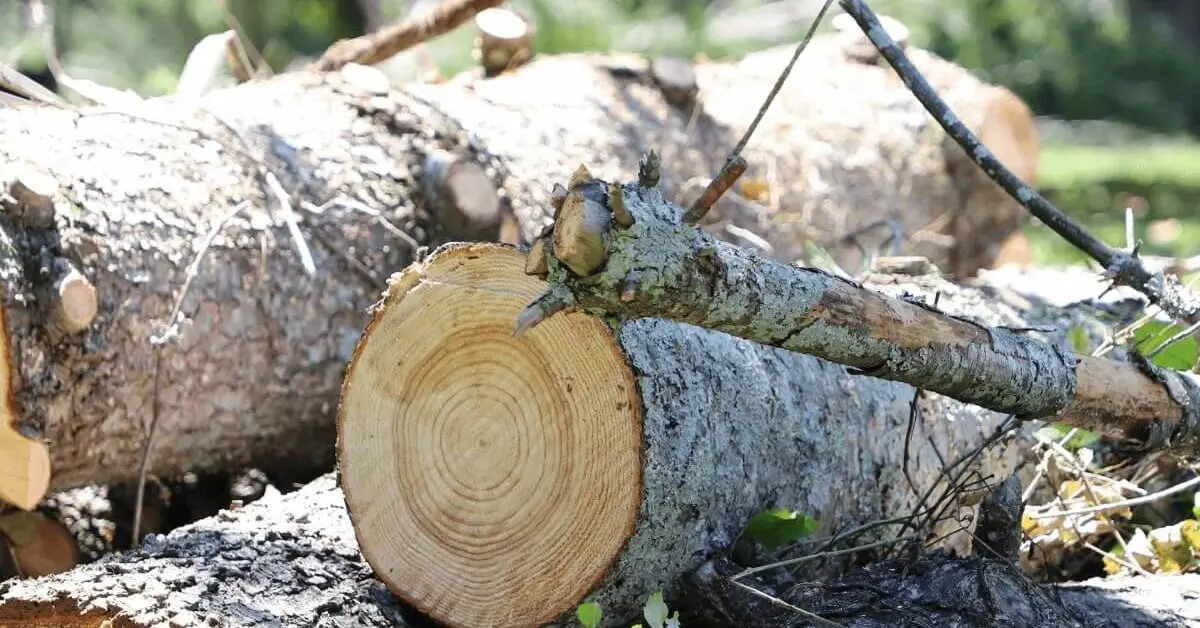 Emergency Tree Service Near Me in Davidson County, TN – Fast, Local Help