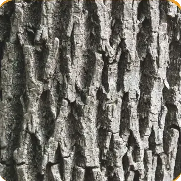 Ash Bark