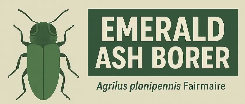 Ash Borer Agrilus planipennis Fairmaire