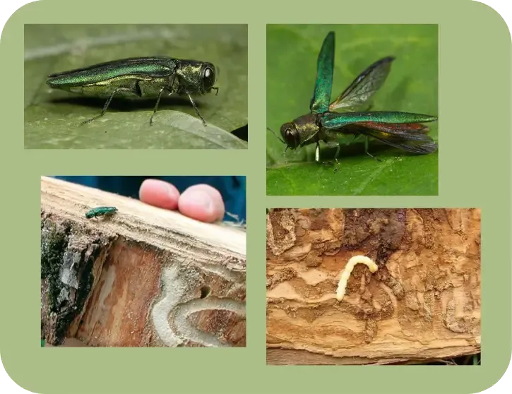 Emerald Ash Borer
