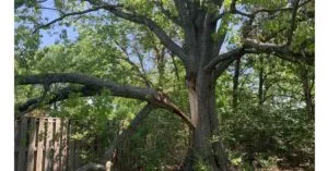 Spotting a Dying Tree: When Nashville Residents Should Call for Tree Cutting