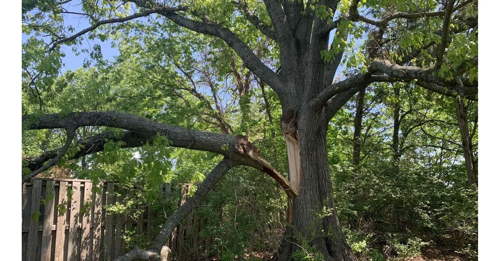 Spotting a Dying Tree, Nashville, in suburban yard
