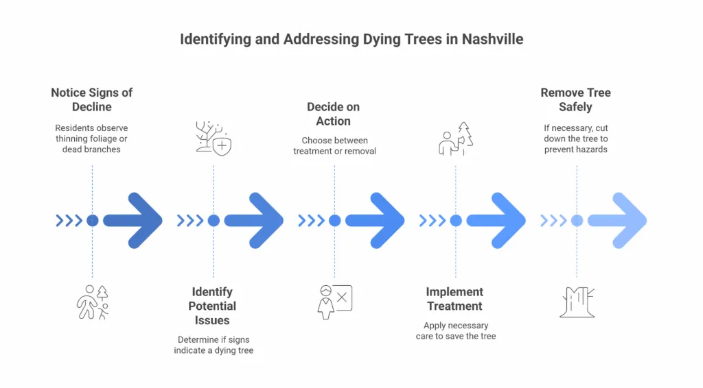identifying and Afdressing dying trees