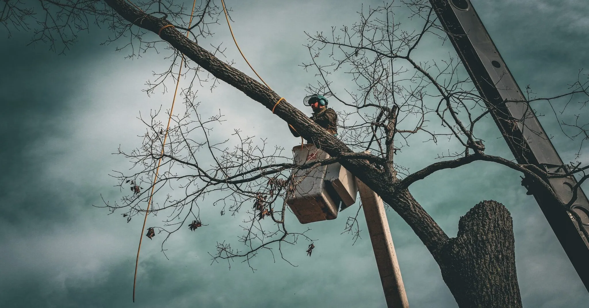 Professional arborist performing winter dormant pruning on a mature tree in Nashville, Tennessee.
