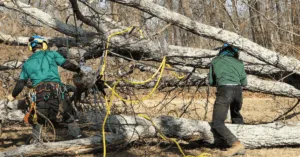 When Is Tree Removal the Best Option?