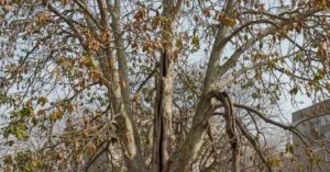 Restorative Plant Health Care: Reviving Stressed Trees in Nashville