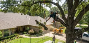 Why DIY Tree Removal Can Be Risky