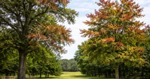 Oak Decline and Maple Disease in Franklin, TN