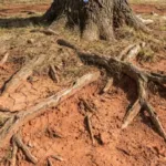 Tree roots struggling in Nashville clay soil