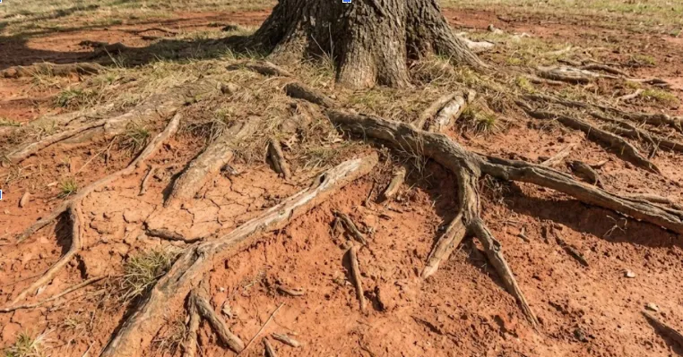 Tree roots struggling in Nashville clay soil