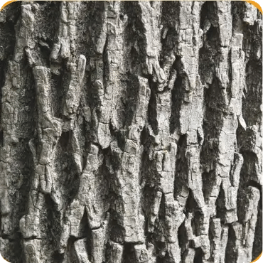 Ash Bark