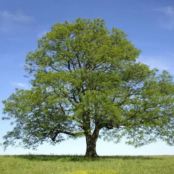 Common Trees in TN