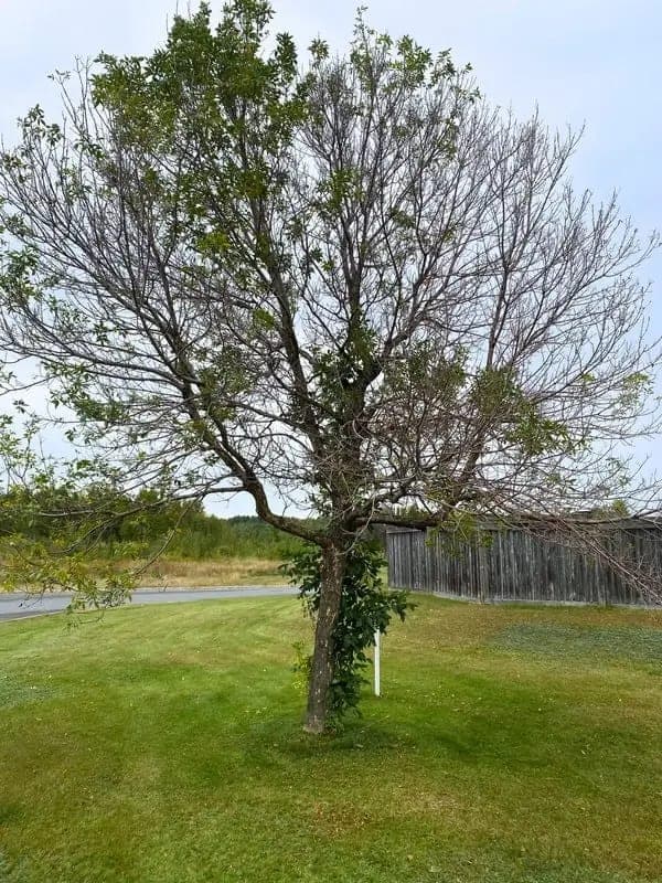 Ash Tree